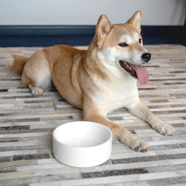 Pet Bowl - Thumbnail Image