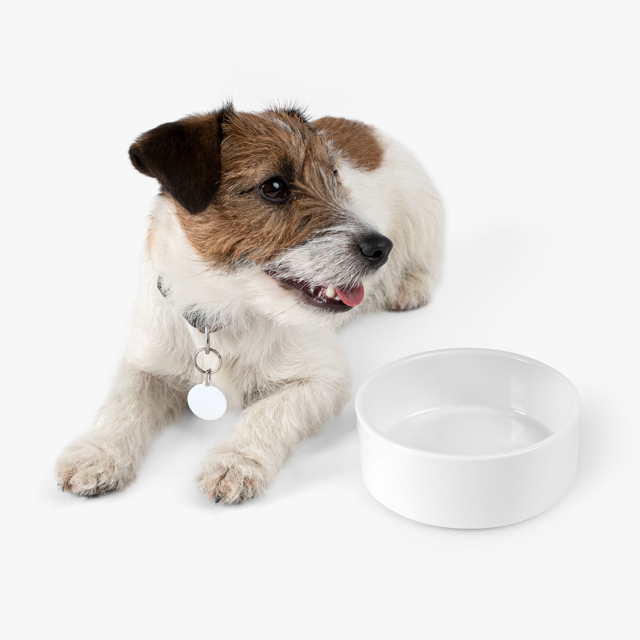 Pet Bowl - Thumbnail Image