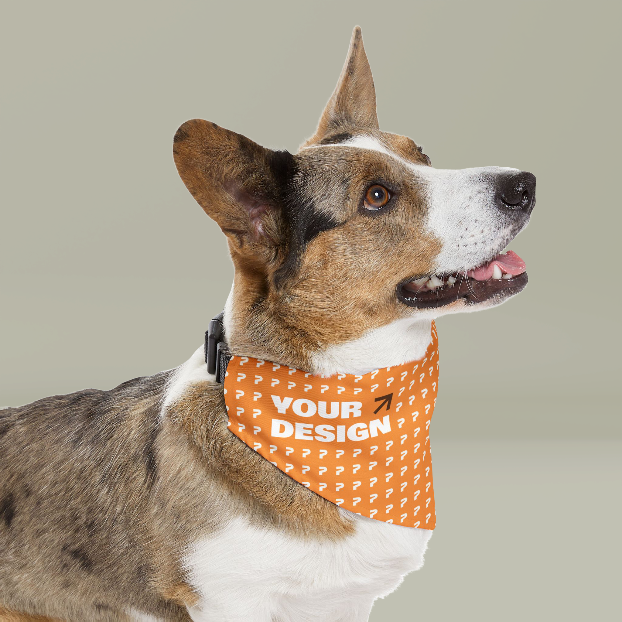 Personalised dog collars shops pets at home