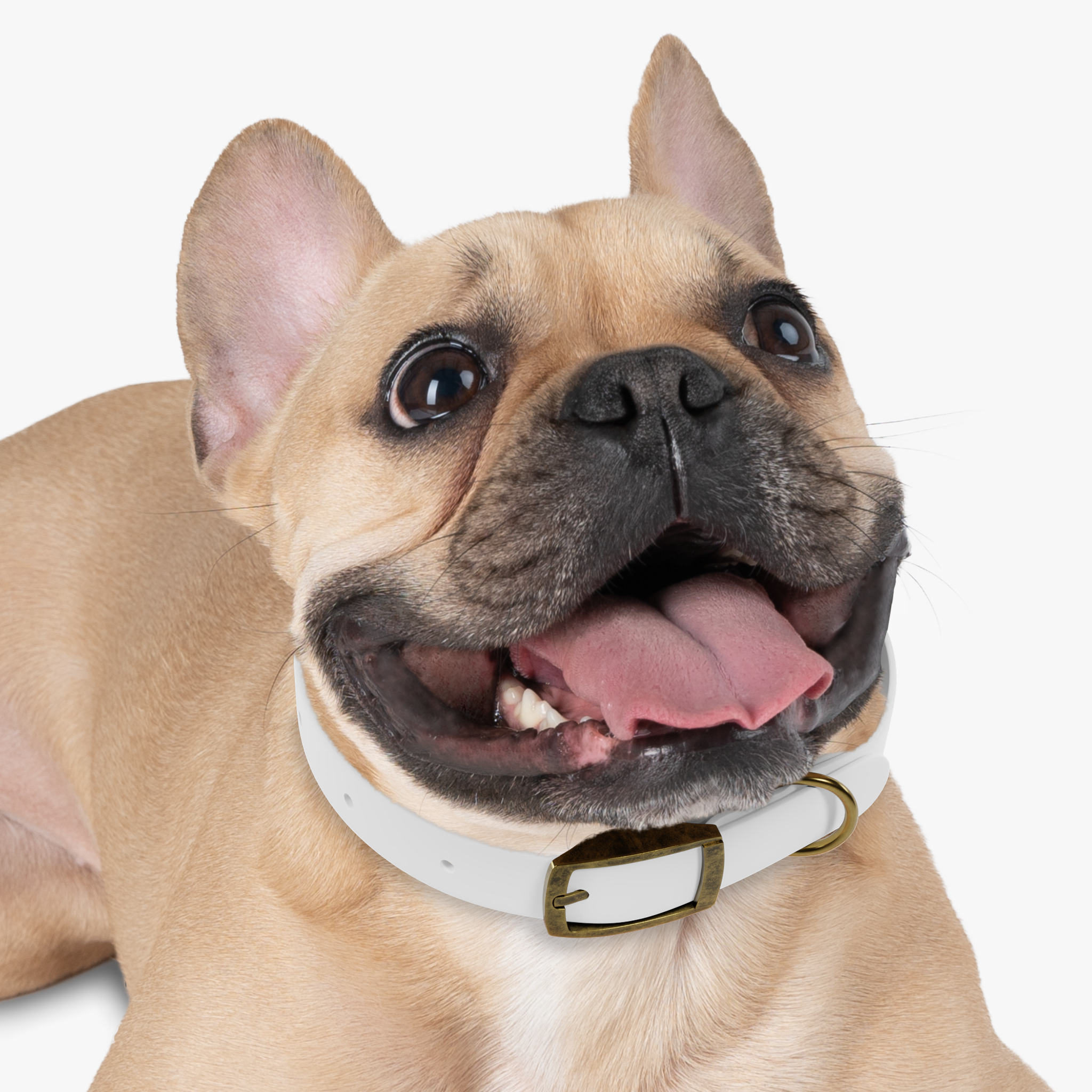 Dog Collar - Thumbnail Image