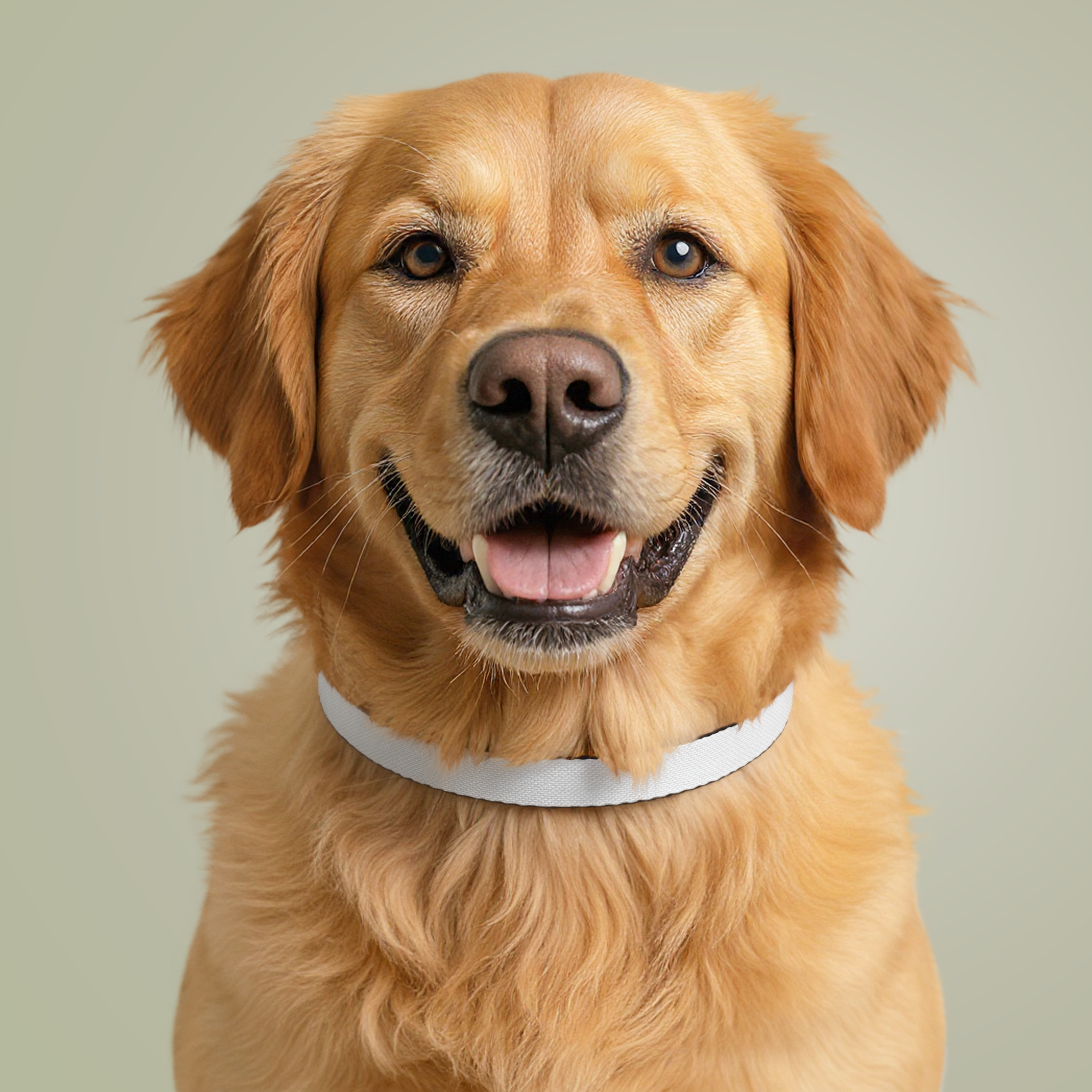Clip-on Pet Collar - Thumbnail Image