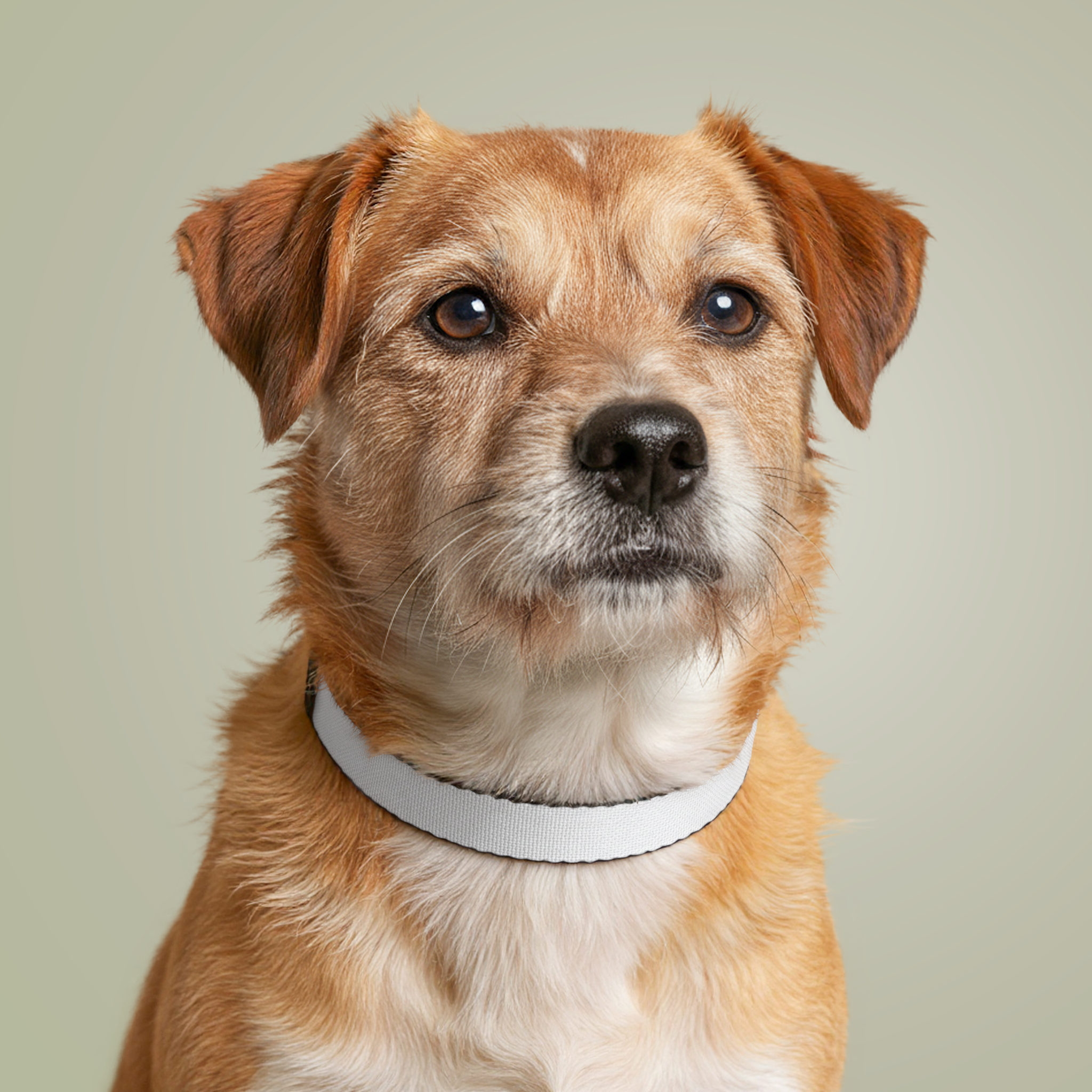 Clip-on Pet CollarDesign