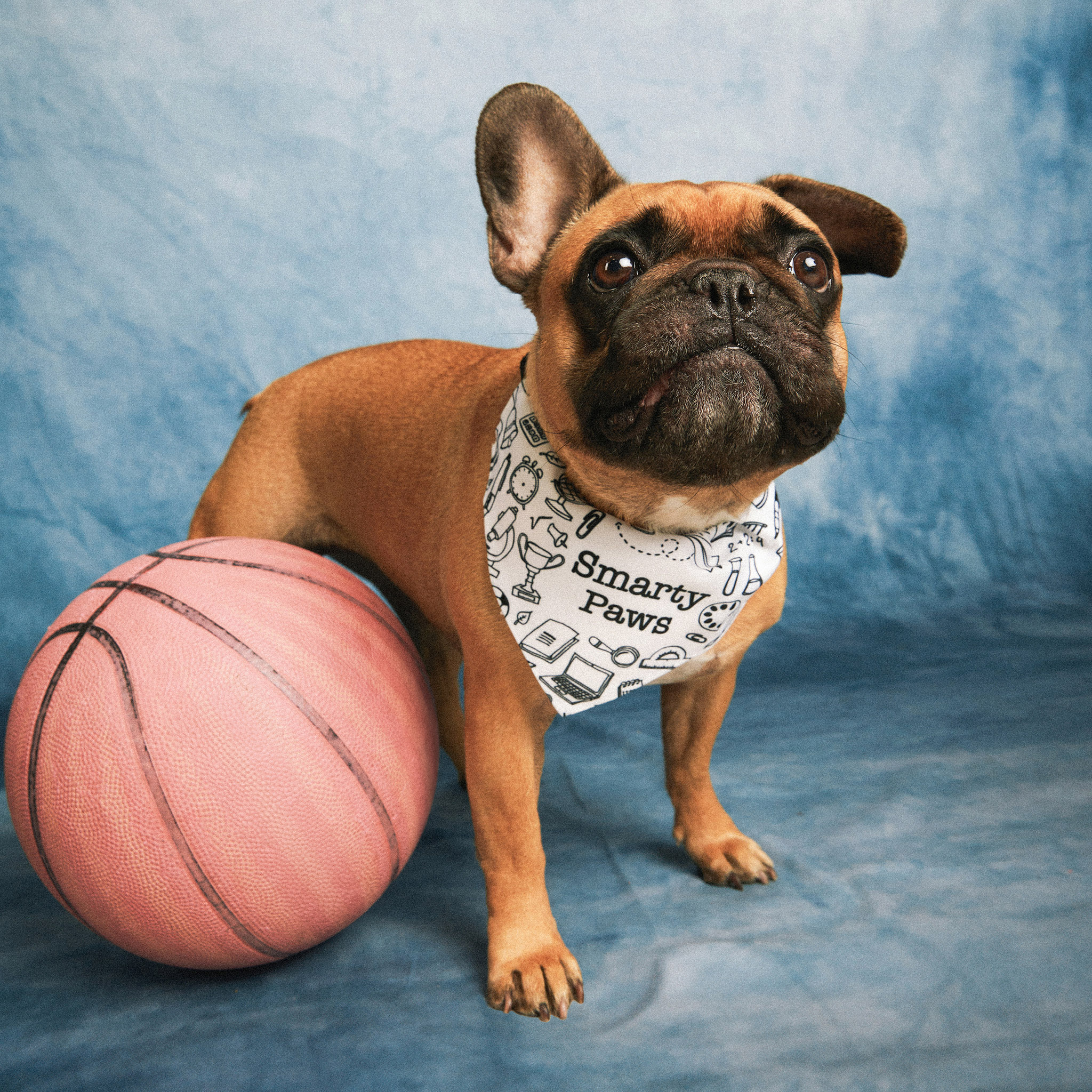 Pet Bandana Collar - Thumbnail Image