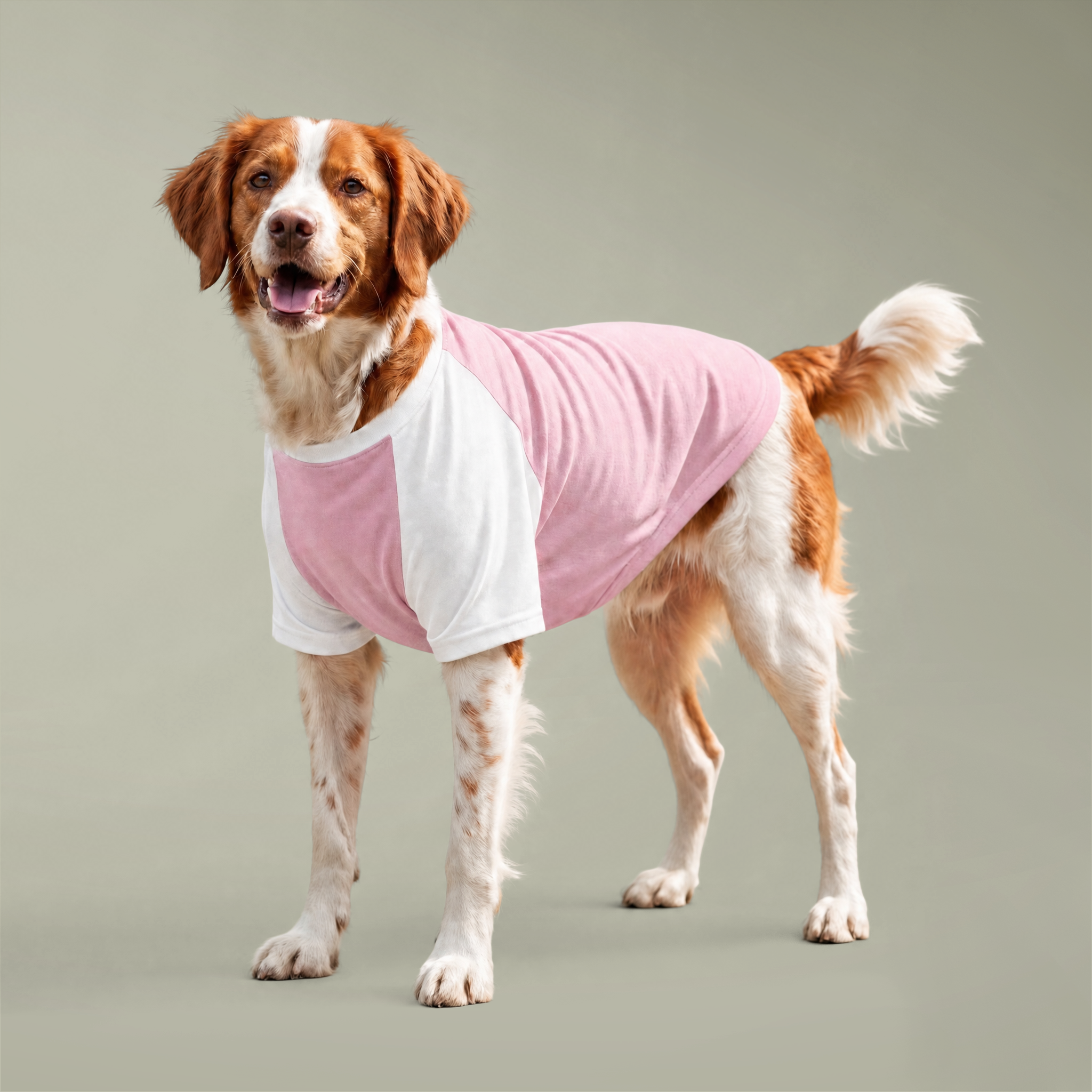 Pet Raglan T-shirt - Main Image