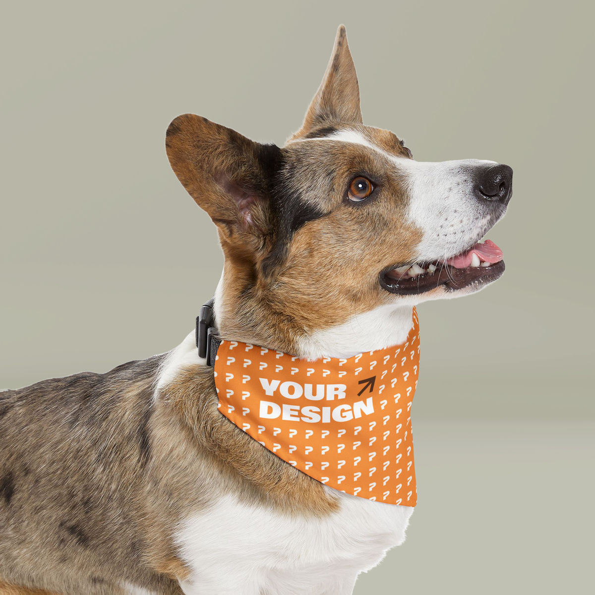 Pet Accessories